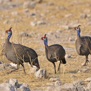 Etosha - Goas - Helmeted Guineafowl